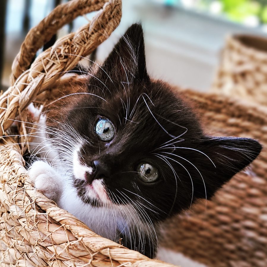 A tuxedo kitten peeking out of a woven basket
