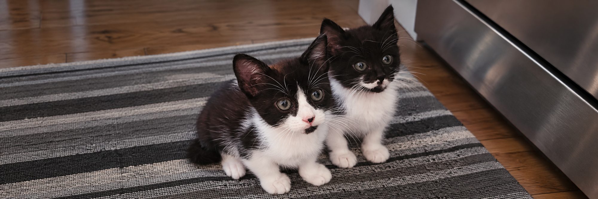 Bento and Mochi, two tuxedo kittens, sitting together on a striped rug