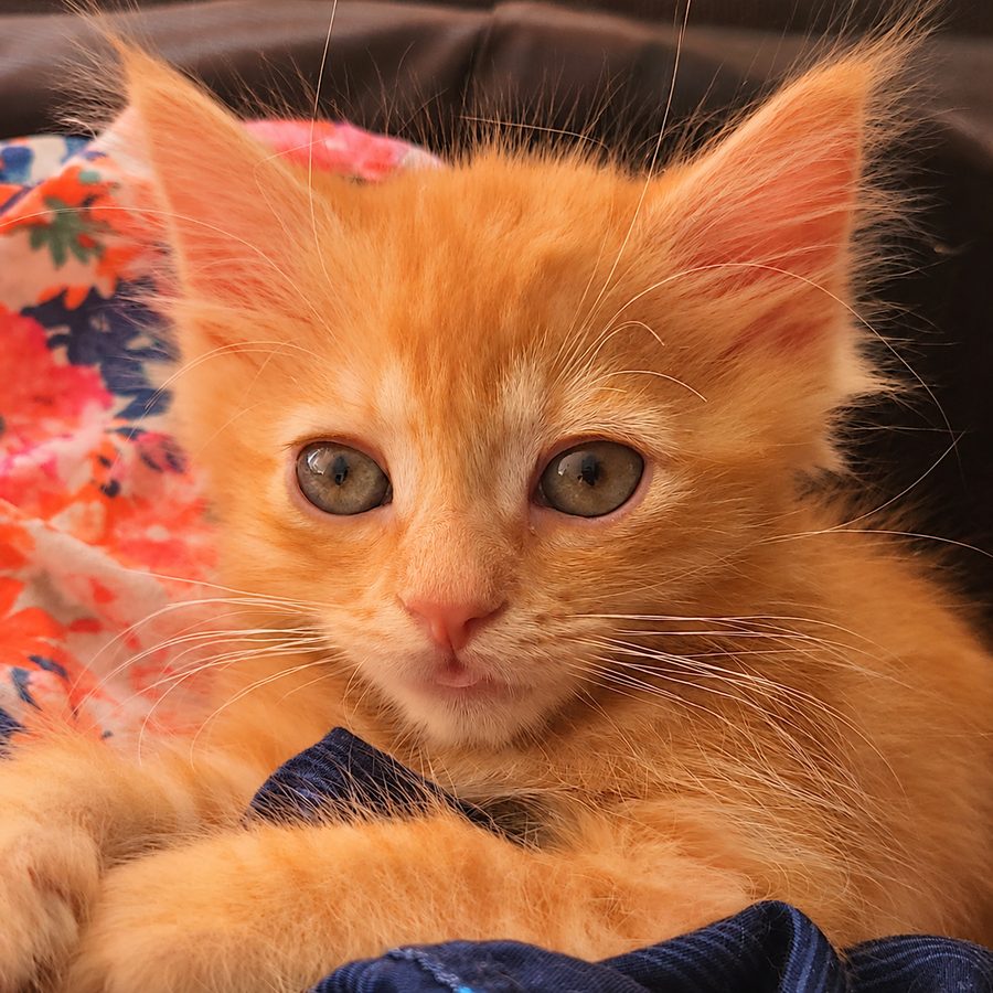 Close-up of Mr. Marty, an orange kitten