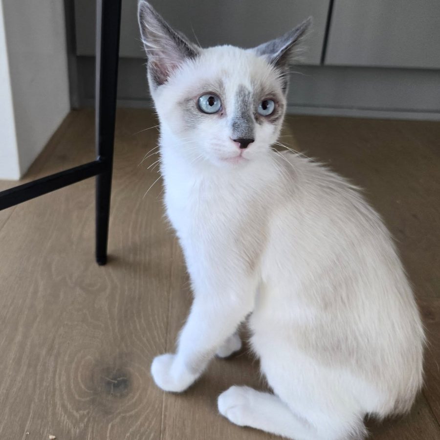 Crackle, a white kitten with blue eyes and gray-tipped ears